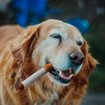 Pet Cigarette Toys