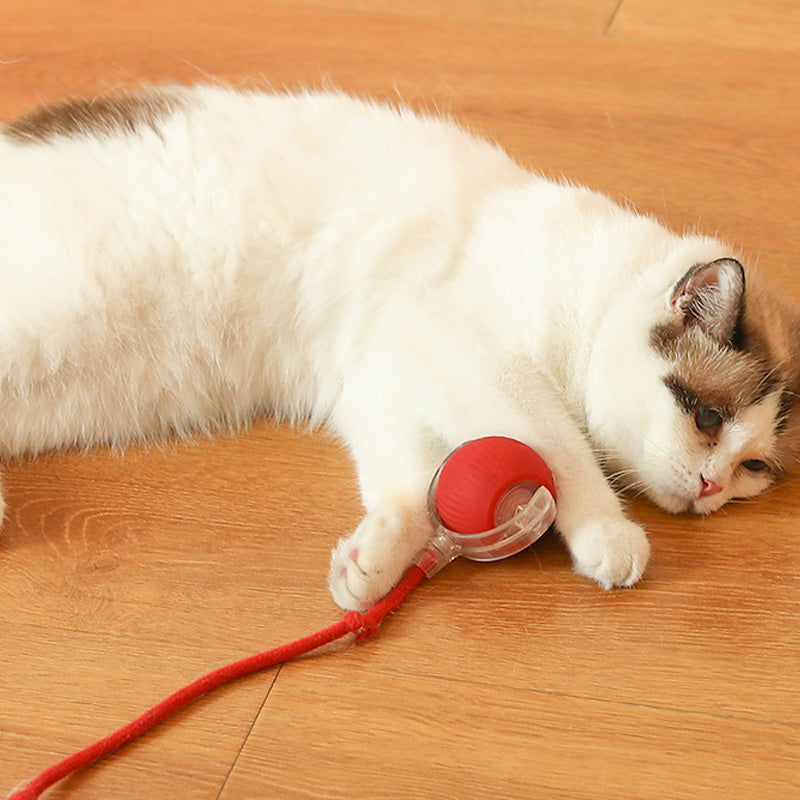 Indoor Cat Interactive Ball