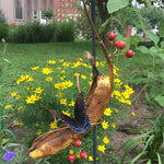 Butterfly Banana Hammock-Butterfly Feeder