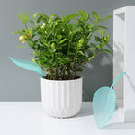 Funny Watering Leaves (6pcs)