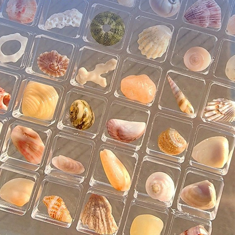 Acrylic Magnetic Seashell Display Box