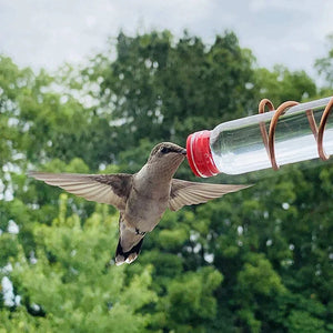 Window Hummingbird Feeder